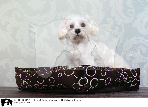 sitting Maltese / SS-33347