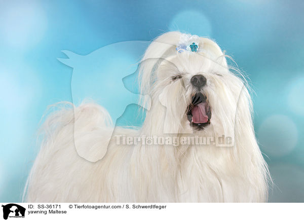 yawning Maltese / SS-36171