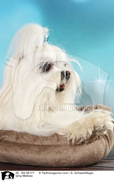 liegender Malteser / lying Maltese / SS-36177