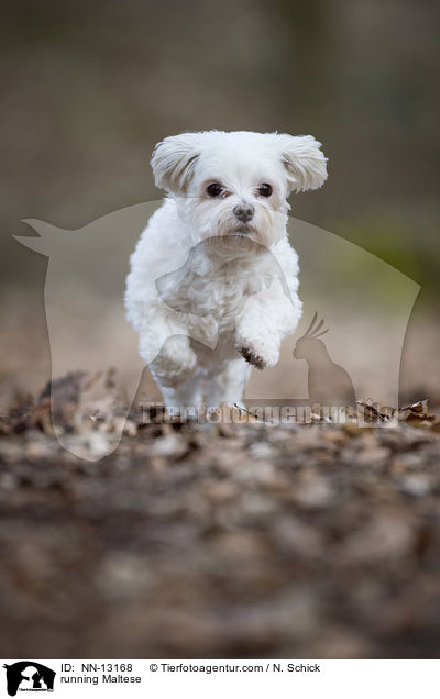 rennender Malteser / running Maltese / NN-13168