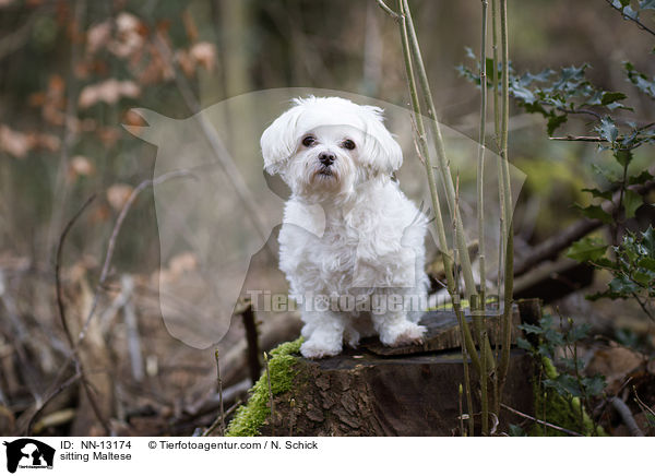 sitzender Malteser / sitting Maltese / NN-13174
