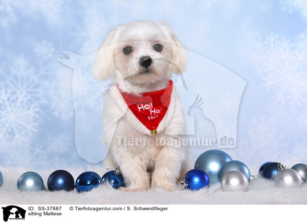 sitzender Malteser / sitting Maltese / SS-37887
