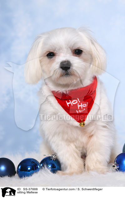 sitzender Malteser / sitting Maltese / SS-37888
