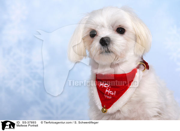 Malteser Portrait / Maltese Portrait / SS-37893