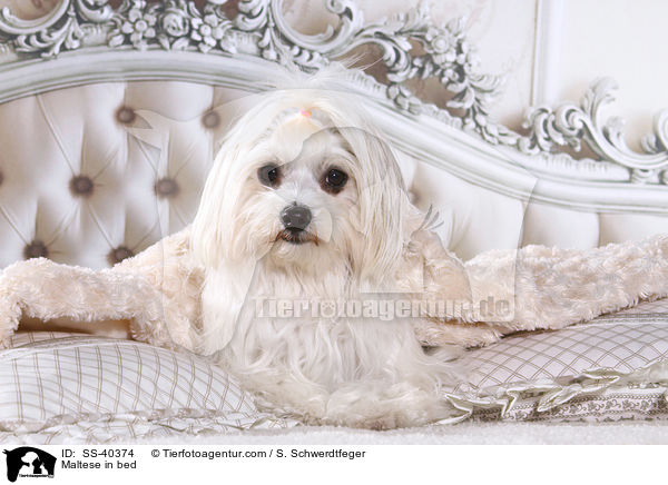 Malteser im Bett / Maltese in bed / SS-40374