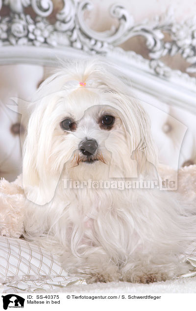 Malteser im Bett / Maltese in bed / SS-40375