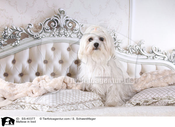 Malteser im Bett / Maltese in bed / SS-40377