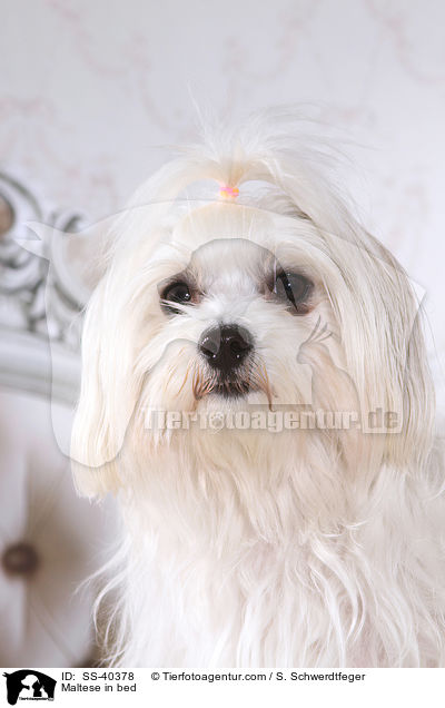 Malteser im Bett / Maltese in bed / SS-40378