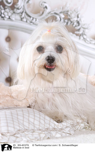 Malteser im Bett / Maltese in bed / SS-40379