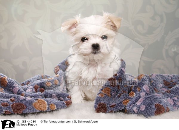 Malteser Welpe / Maltese Puppy / SS-44930