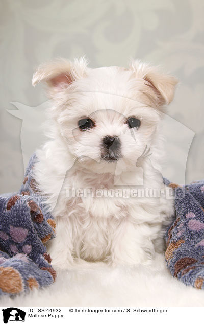 Malteser Welpe / Maltese Puppy / SS-44932