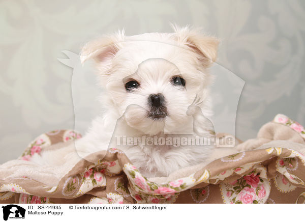 Malteser Welpe / Maltese Puppy / SS-44935