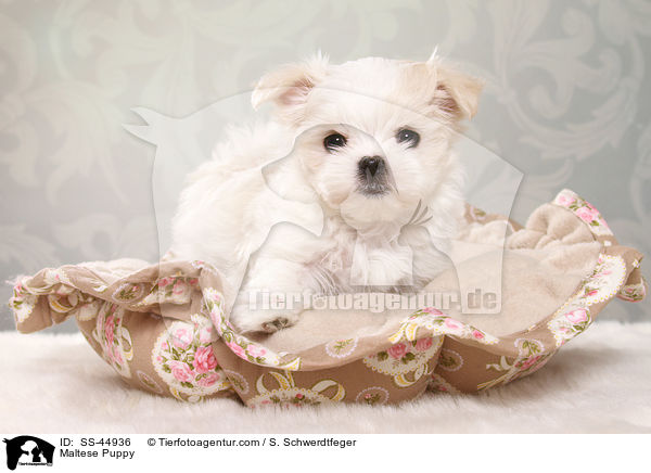 Maltese Puppy / SS-44936