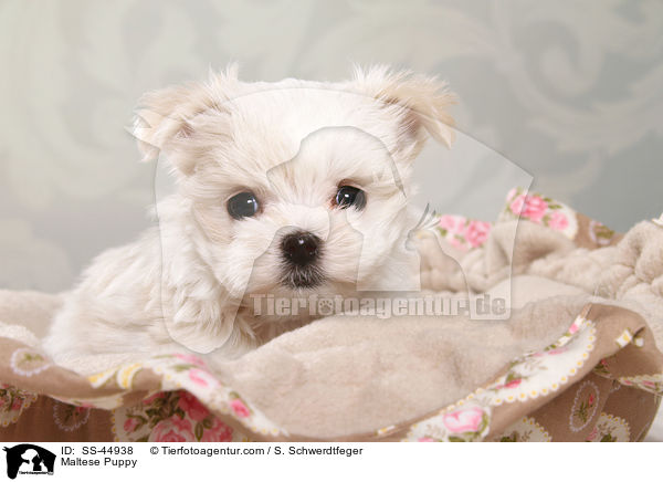 Maltese Puppy / SS-44938