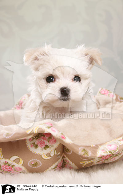 Maltese Puppy / SS-44940