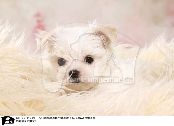 Malteser Welpe / Maltese Puppy / SS-44949