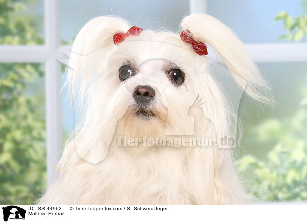 Malteser Portrait / Maltese Portrait / SS-44962