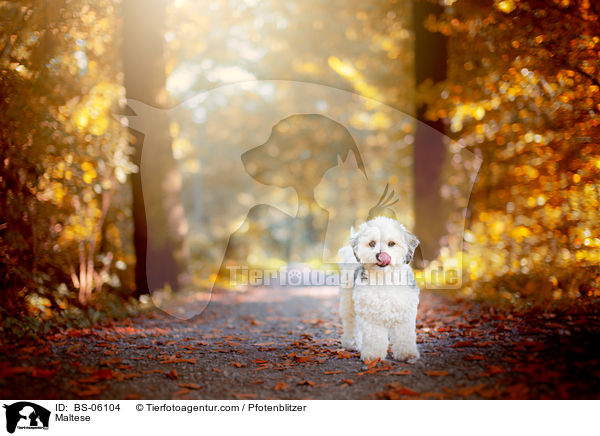Malteser / Maltese / BS-06104