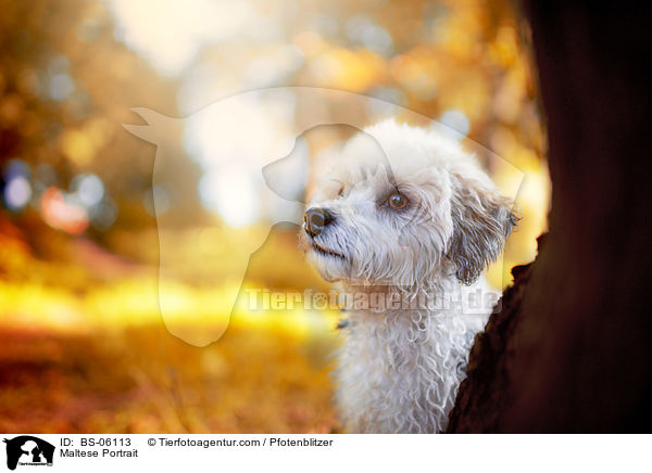 Malteser Portrait / Maltese Portrait / BS-06113