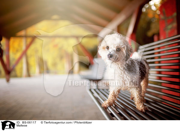 Malteser / Maltese / BS-06117