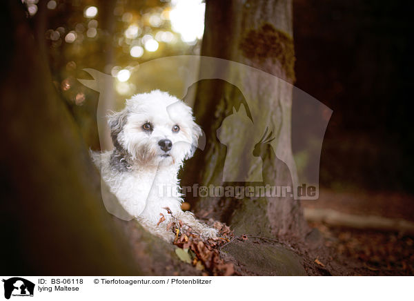 liegender Malteser / lying Maltese / BS-06118