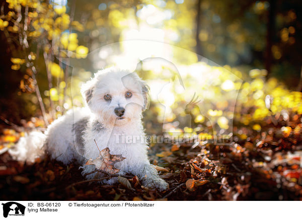 liegender Malteser / lying Maltese / BS-06120