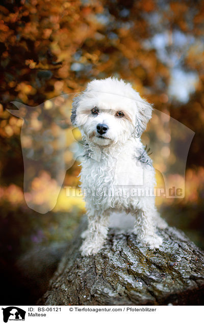 Malteser / Maltese / BS-06121