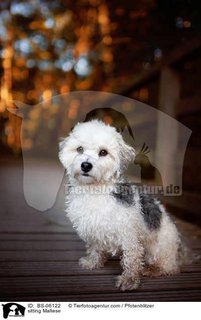 sitzender Malteser / sitting Maltese / BS-06122