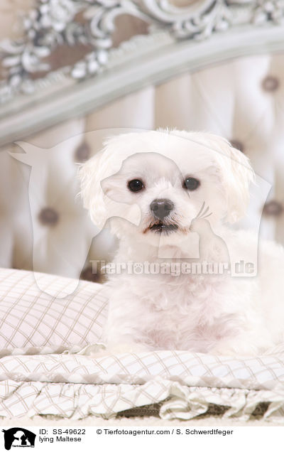 liegender Malteser / lying Maltese / SS-49622