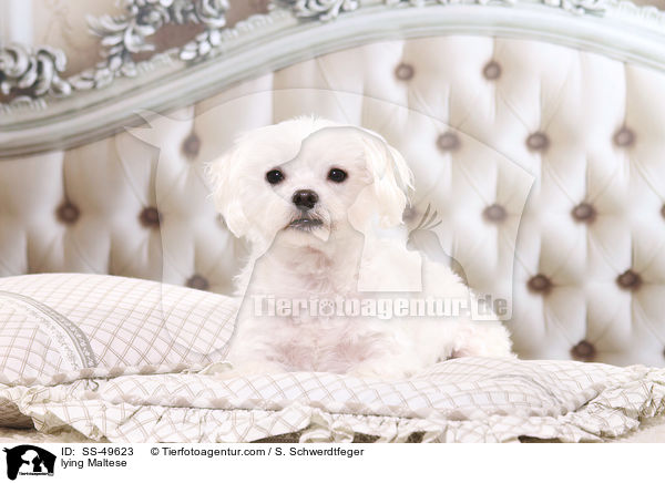 liegender Malteser / lying Maltese / SS-49623