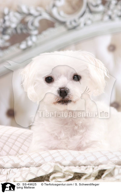 liegender Malteser / lying Maltese / SS-49625