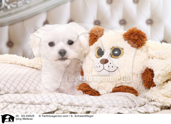 liegender Malteser / lying Maltese / SS-49626
