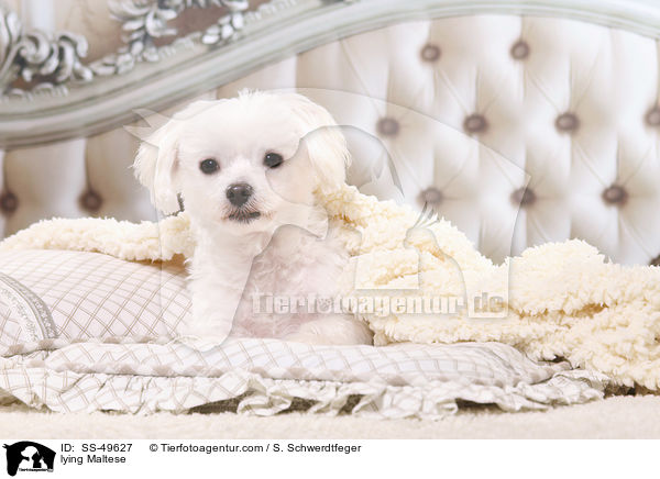 liegender Malteser / lying Maltese / SS-49627