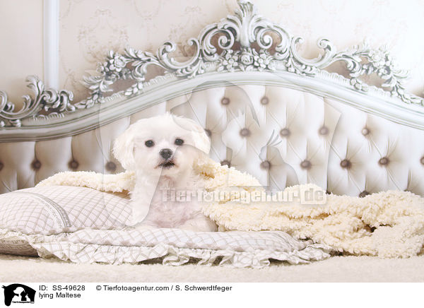 liegender Malteser / lying Maltese / SS-49628