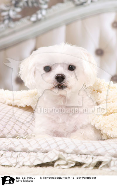 liegender Malteser / lying Maltese / SS-49629