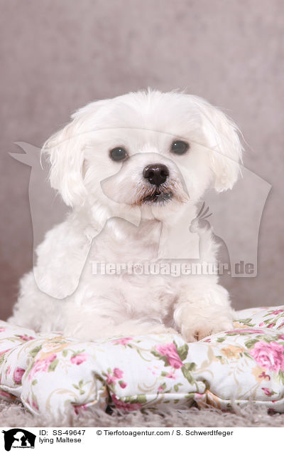 liegender Malteser / lying Maltese / SS-49647