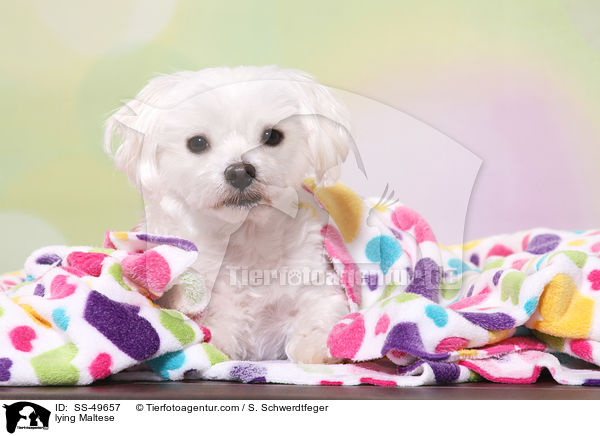 liegender Malteser / lying Maltese / SS-49657