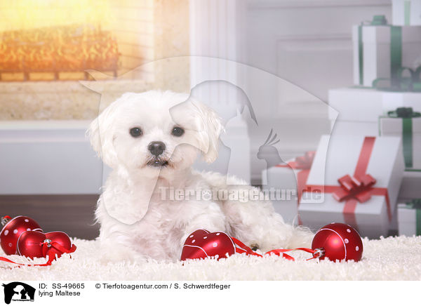 liegender Malteser / lying Maltese / SS-49665