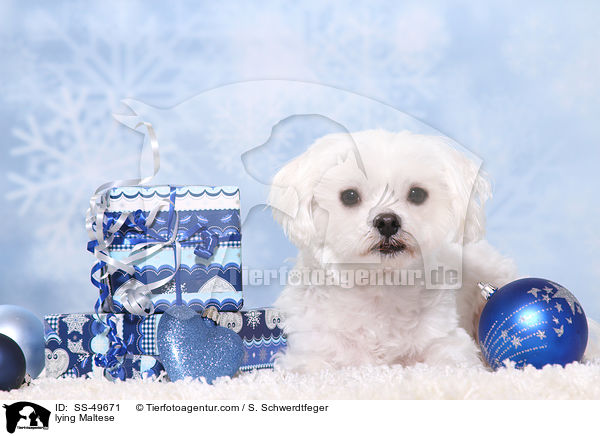 liegender Malteser / lying Maltese / SS-49671