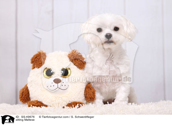 sitzender Malteser / sitting Maltese / SS-49676