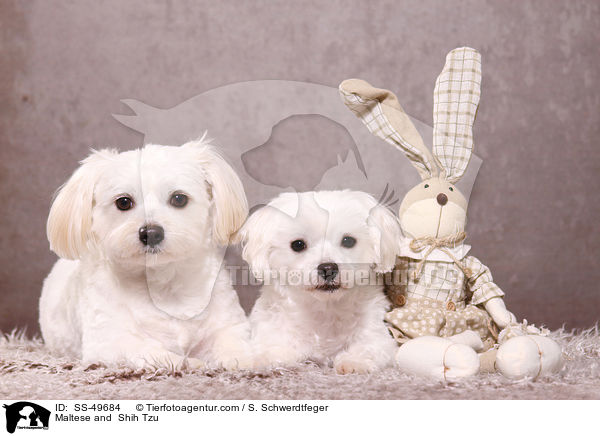 Malteser und  Shih Tzu / Maltese and  Shih Tzu / SS-49684