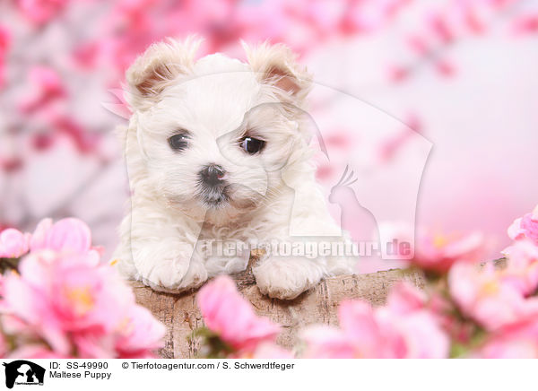 Malteser Welpe / Maltese Puppy / SS-49990
