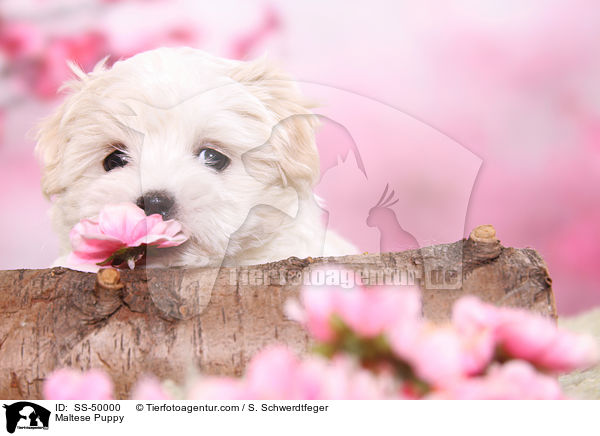 Malteser Welpe / Maltese Puppy / SS-50000