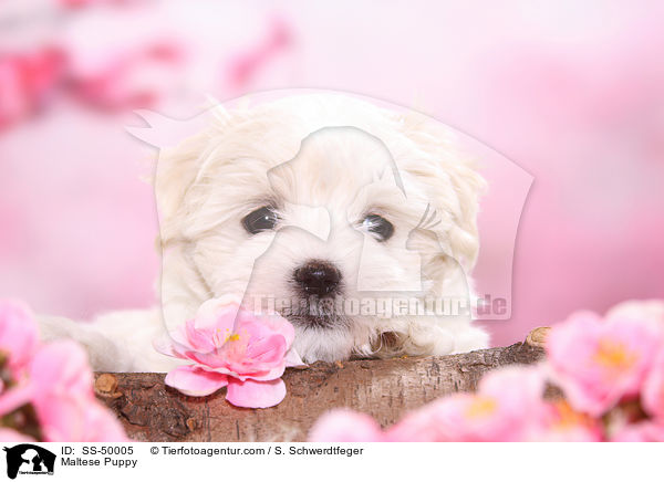 Malteser Welpe / Maltese Puppy / SS-50005