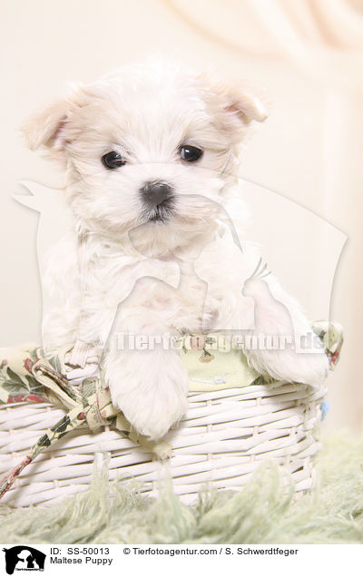 Malteser Welpe / Maltese Puppy / SS-50013