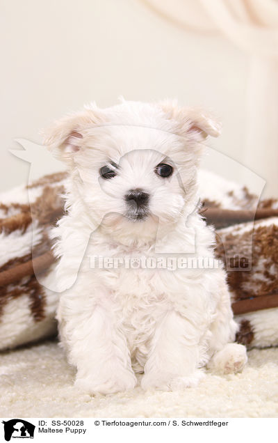 Maltese Puppy / SS-50028