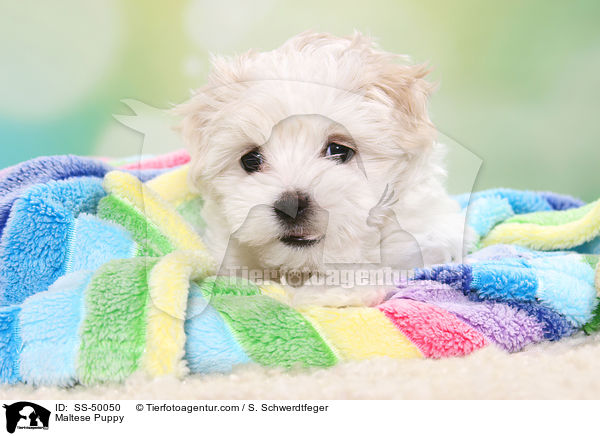 Malteser Welpe / Maltese Puppy / SS-50050
