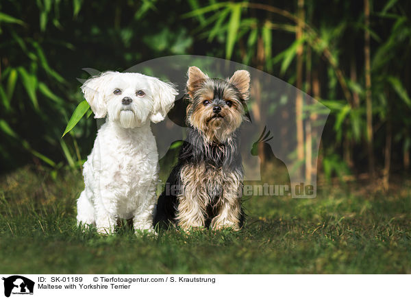 Malteser mit Yorkshire Terrier / Maltese with Yorkshire Terrier / SK-01189