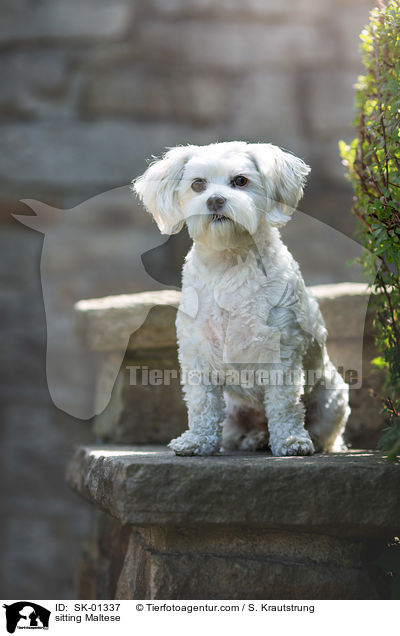 sitzender Malteser / sitting Maltese / SK-01337