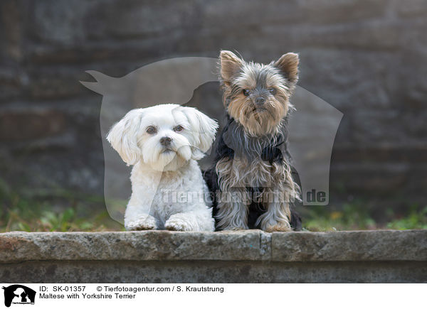 Malteser mit Yorkshire Terrier / Maltese with Yorkshire Terrier / SK-01357